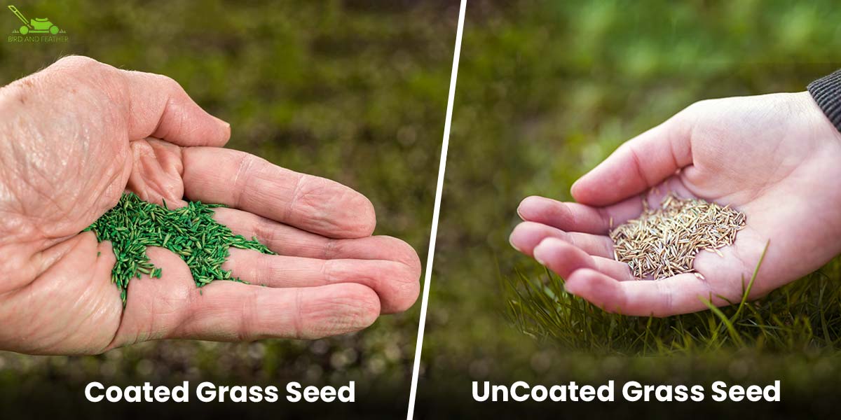 coated grass seed vs uncoated