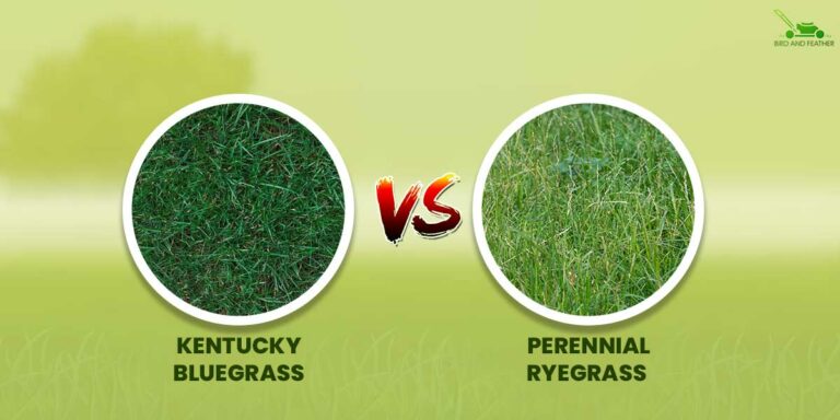 Kentucky Bluegrass vs Perennial Ryegrass | How Do They Differ?