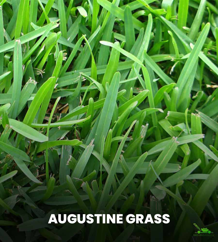 What is St Agustine Grass?
