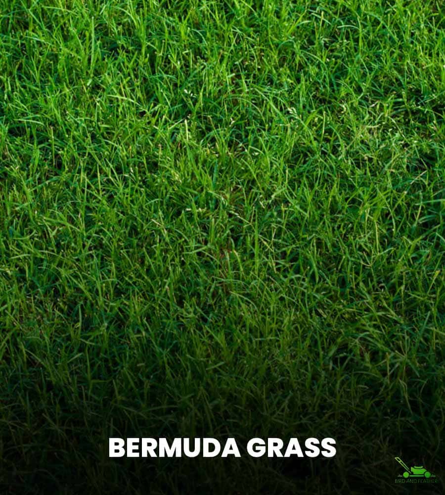 What is Bermuda Grass?
