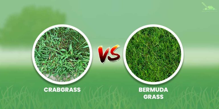 Crabgrass vs Bermuda Grass | What Is The Difference?