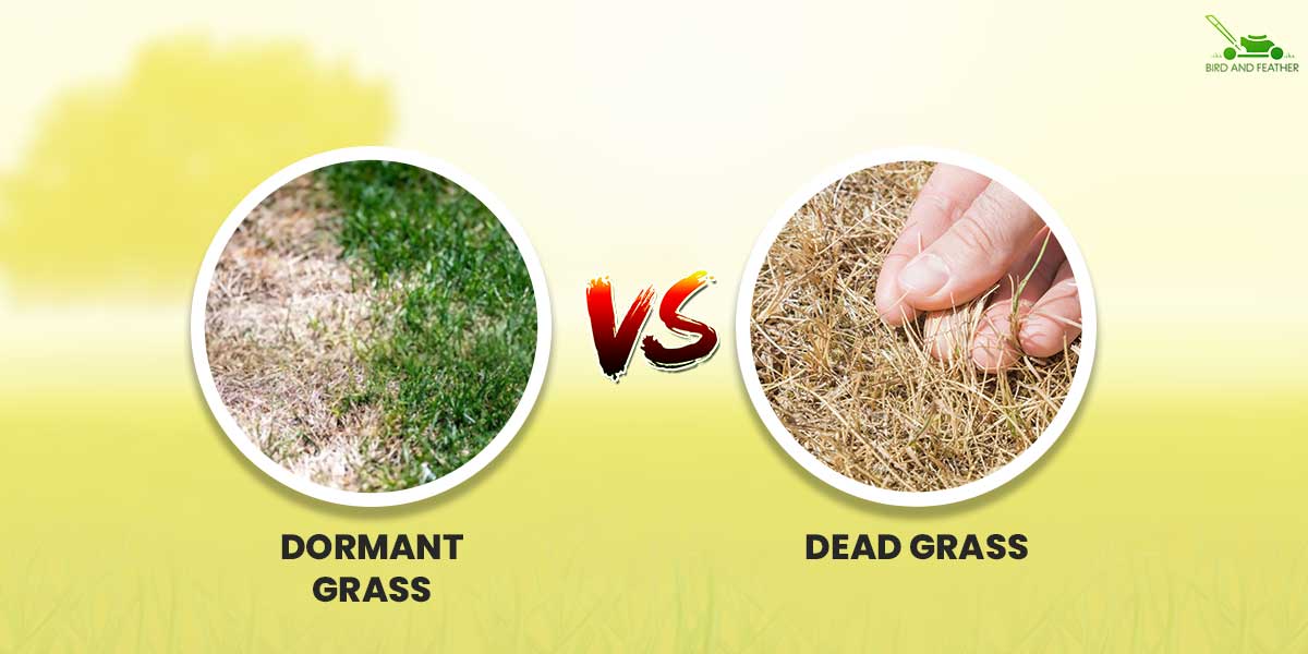 dormant grass vs dead grass