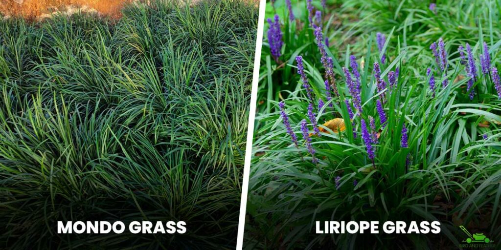 Monkey Grass vs Liriope The Differences
