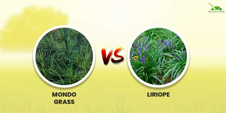 Mondo Grass vs Liriope | How Do They Differ?