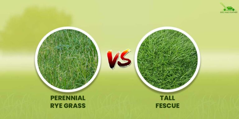 Ryegrass vs Fescue Grass | How Do They Differ?