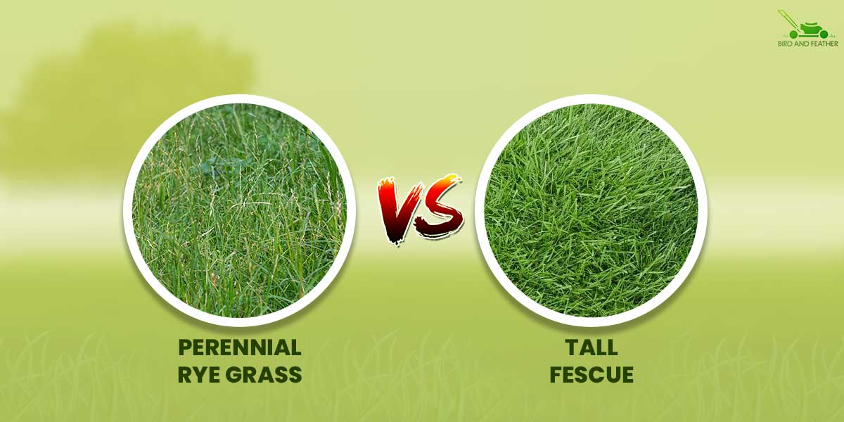 ryegrass vs fescue grass