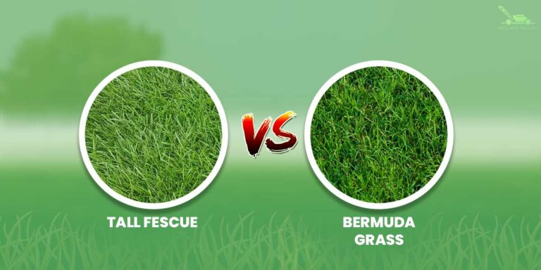 Tall Fescue vs Bermuda Grass | How Do They Differ?