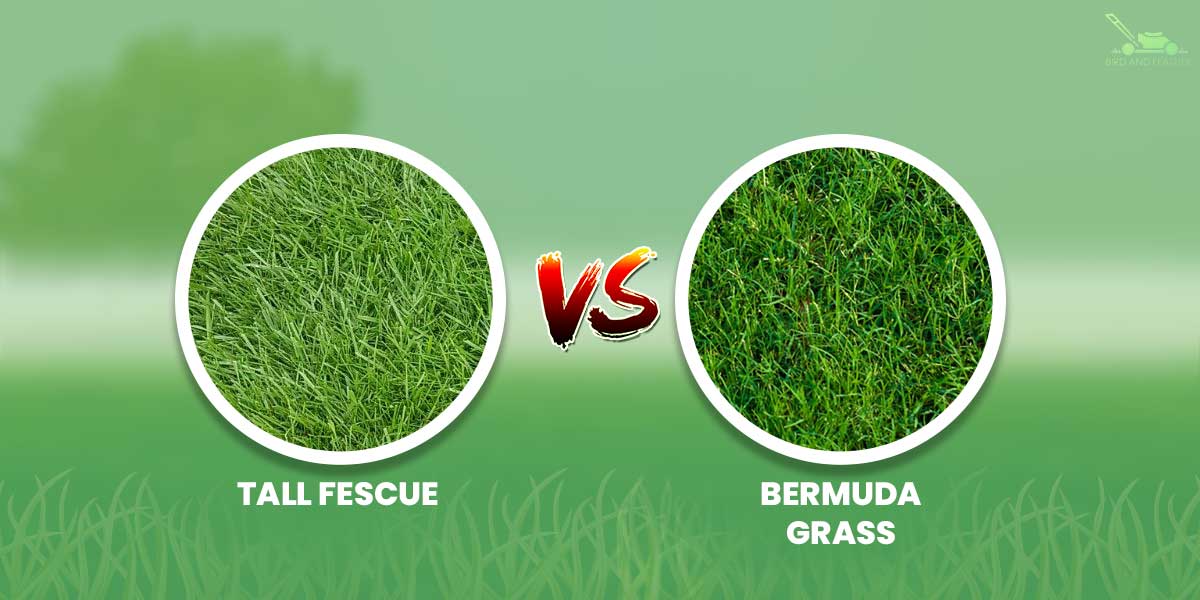 Tall fescue vs bermuda Grass