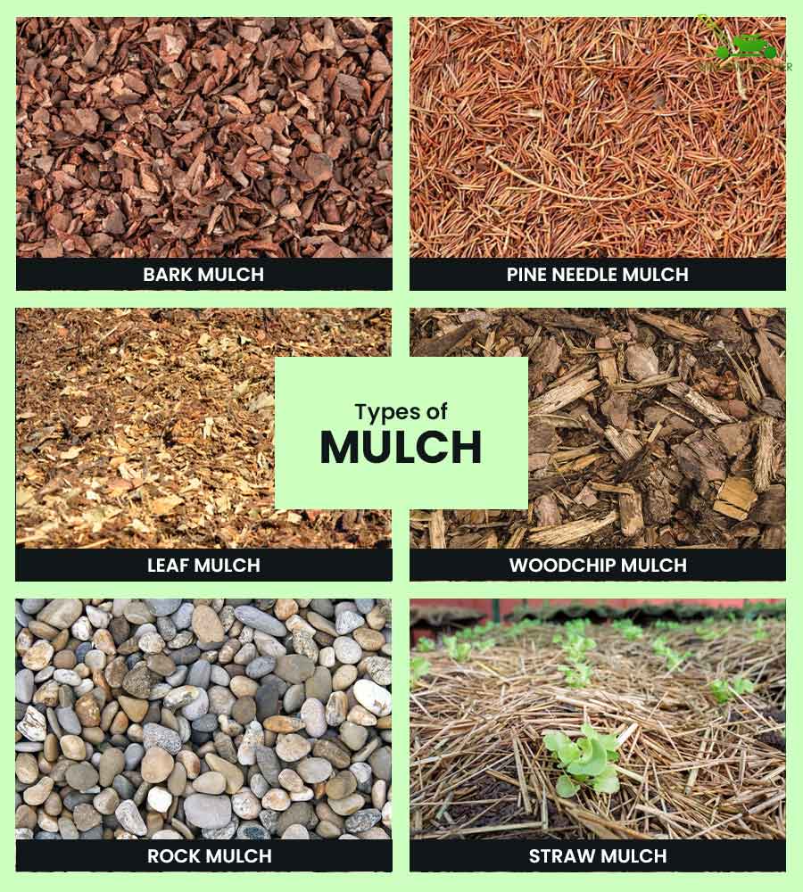 What Type Of Mulch Kills Grass? 