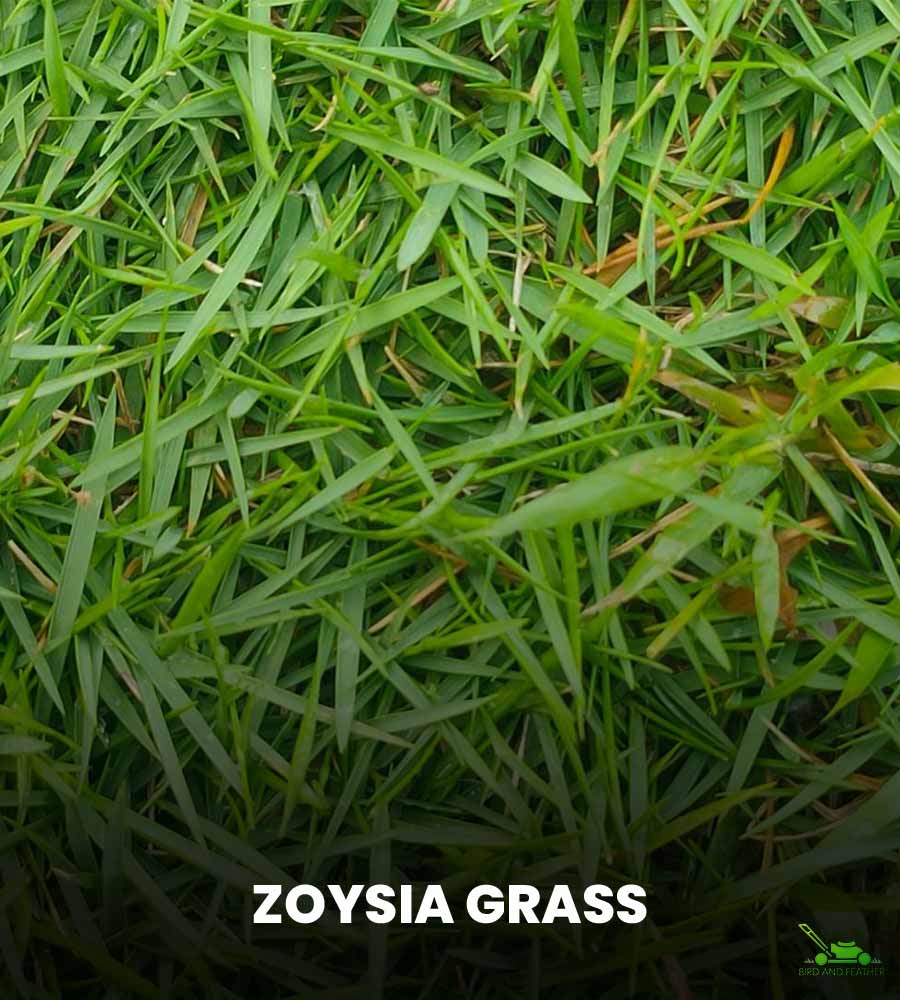 What is Zoysia Grass?