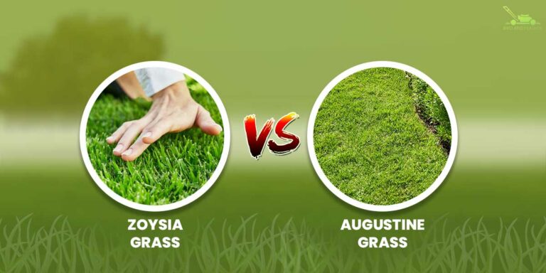 Zoysia Grass Vs St. Agustine Grass | What Is The Difference?