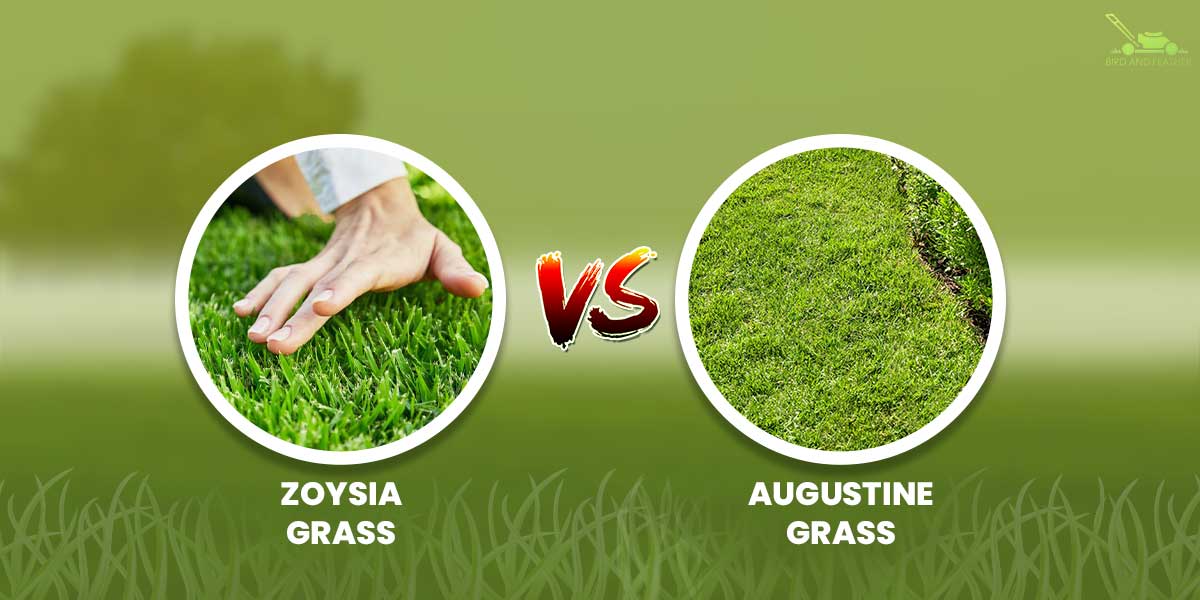 zoysia vs st augustine grass