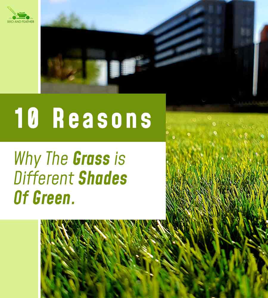 10 Reasons Why The Grass is Different Shades Of Green