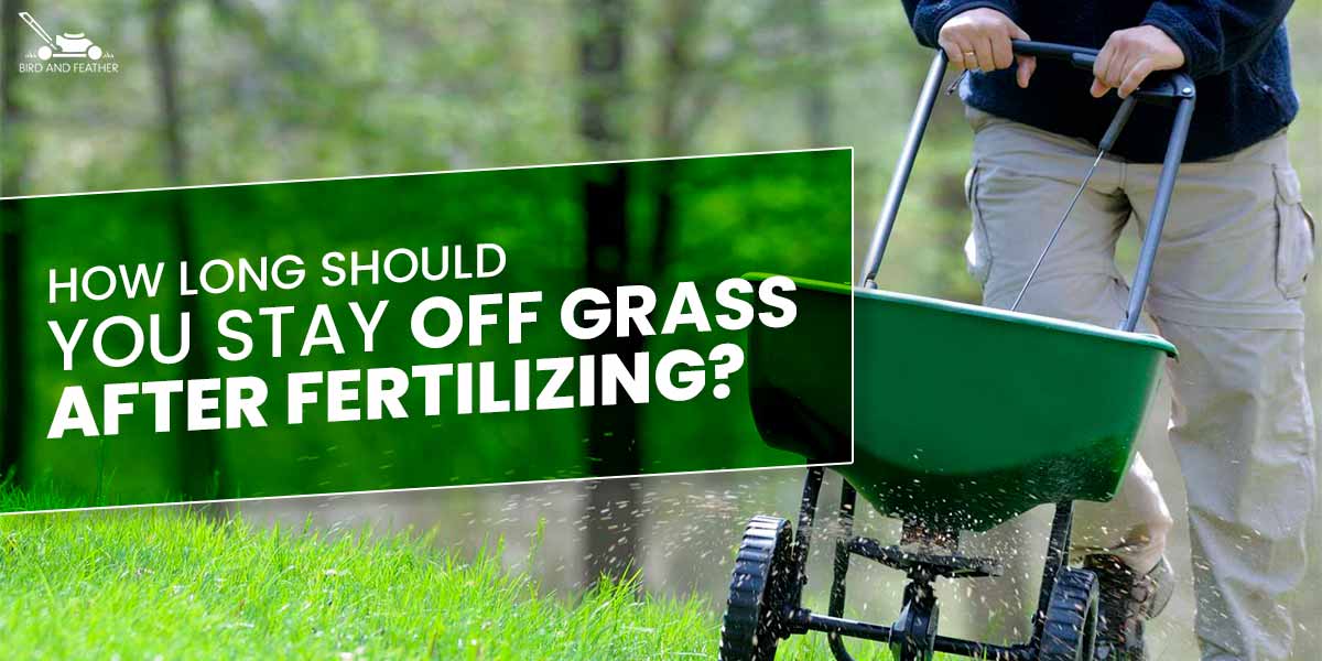 how long should you stay off grass after fertilizing