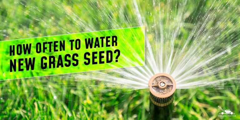 How Often To Water New Grass Seed? When To Water New Grass Seed?
