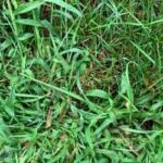 Increased number of weeds overwatering lawn