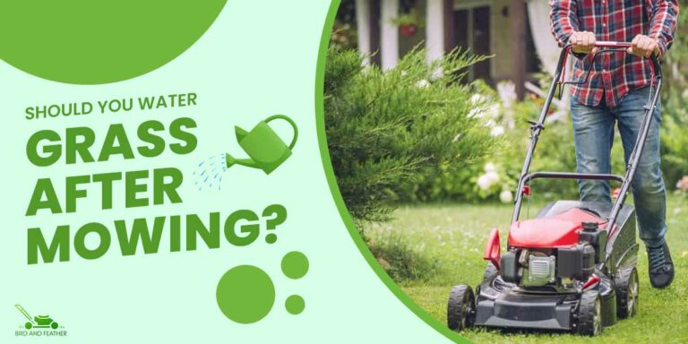 Should You Water Grass After Mowing? | Answered