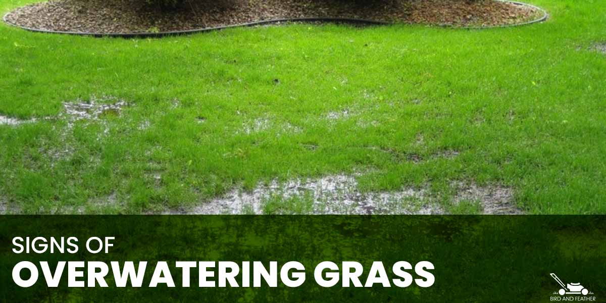 Signs Of Overwatering Grass And Fixes