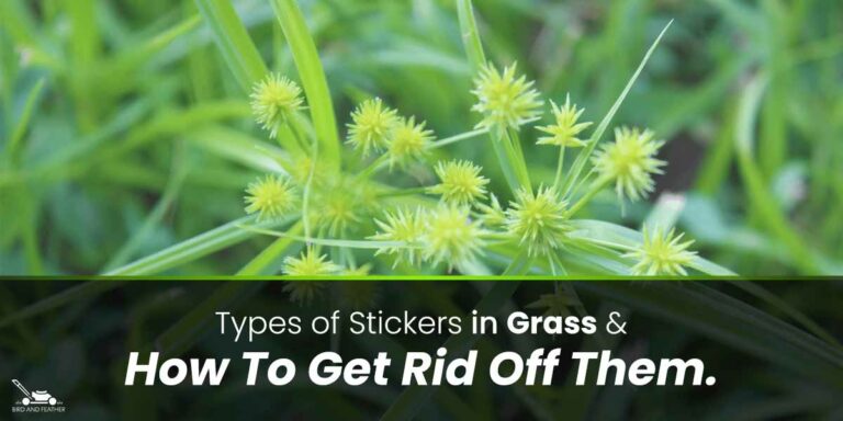 Types Of Stickers In Grass & How To Get Rid Off Them