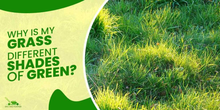 Why Is My Grass Different Shades Of Green? | Explained