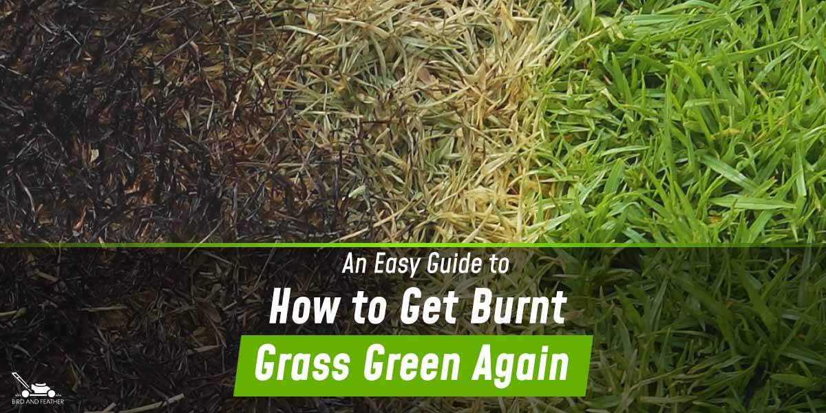 An Easy Guide To How To Get Burnt Grass Green Again