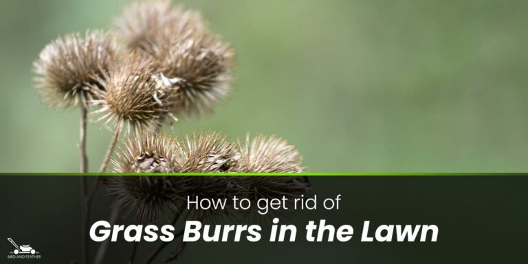 How To Get Rid Of Grass Burrs In the Lawn?
