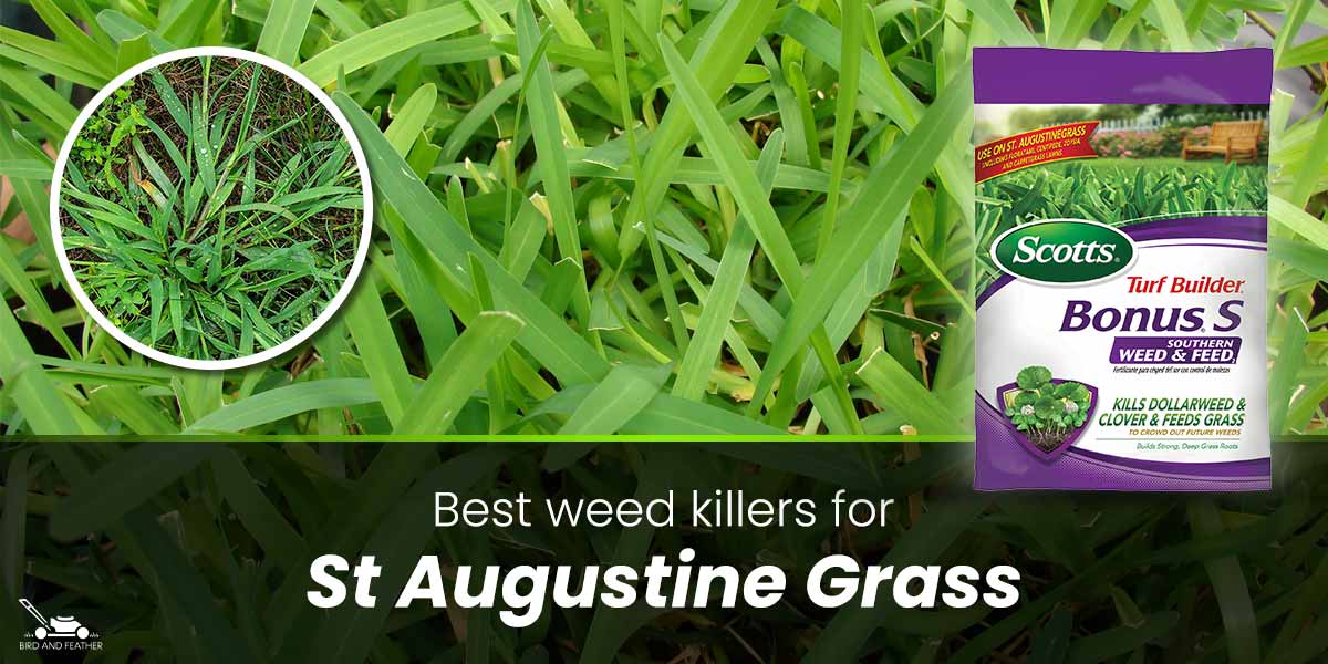 8 Best Weed killers For St Augustine Grass