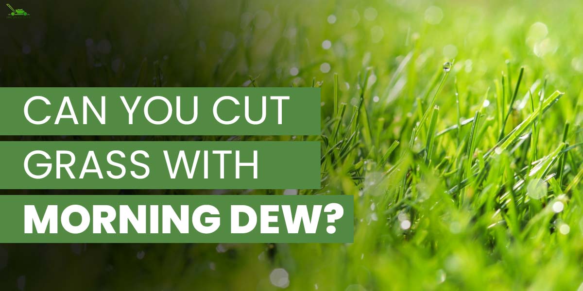 can you cut grass with morning dew
