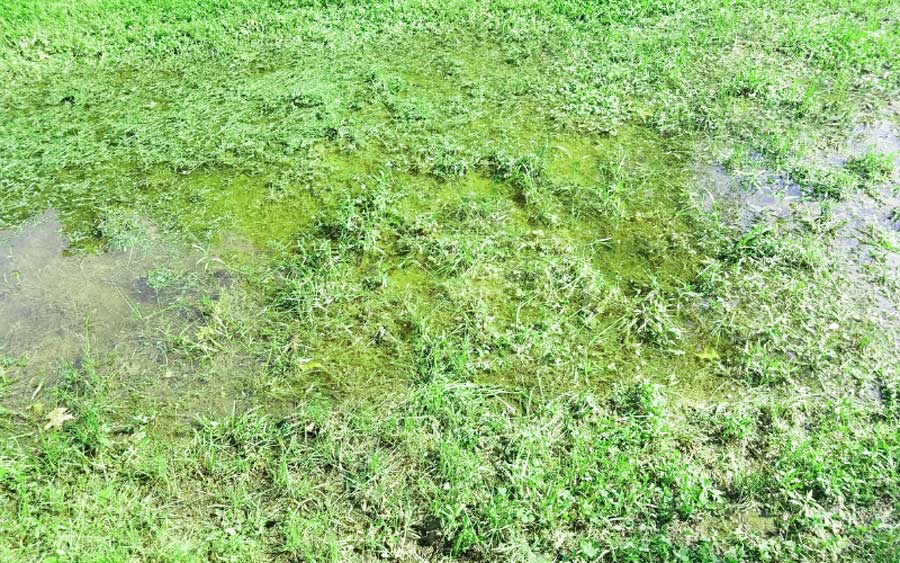Factors That Affect Applying Fertilizer To Wet Grass