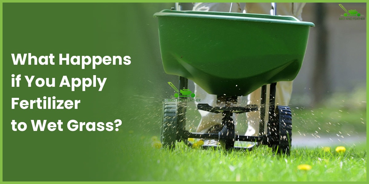 What Happens If You Apply Fertilizer To Wet Grass?