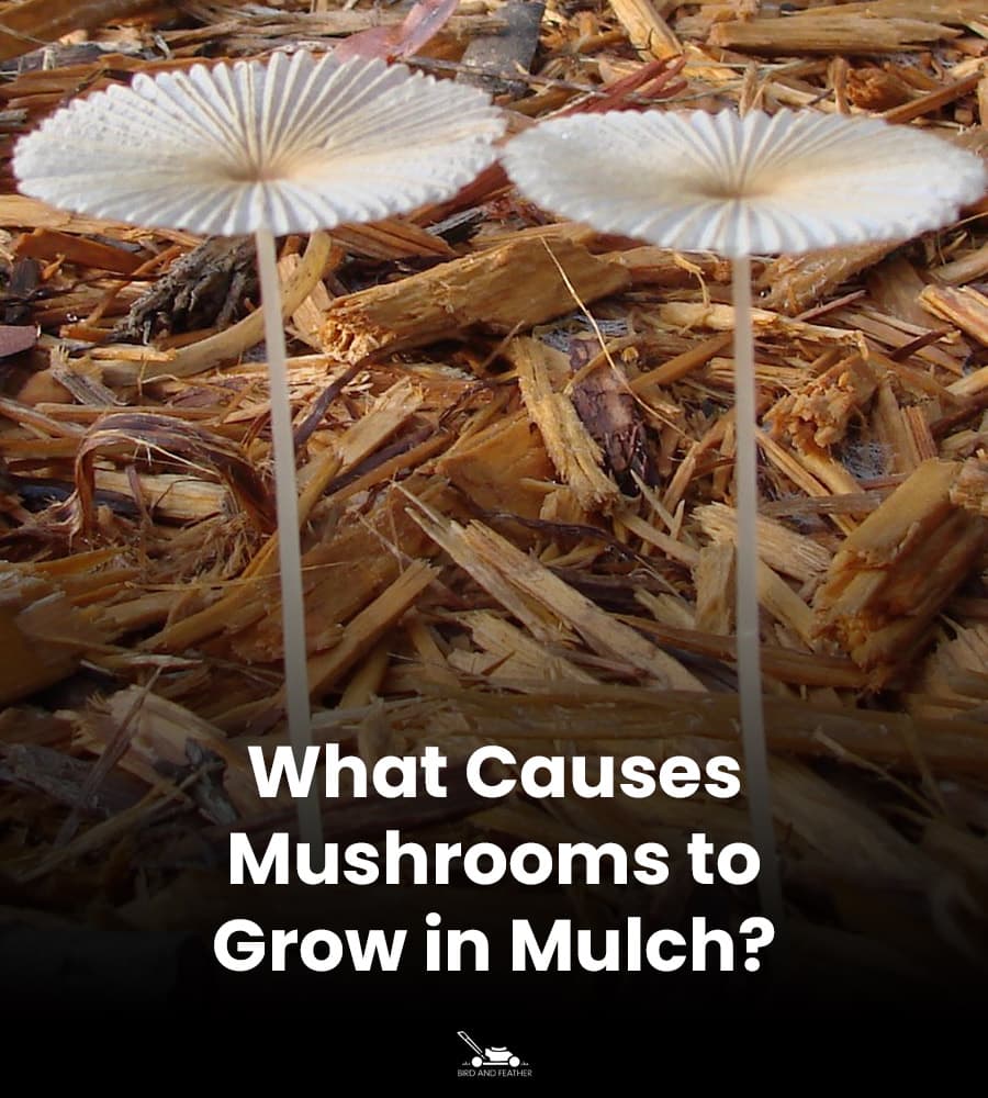 What Causes Mushrooms To Grow In Mulch?