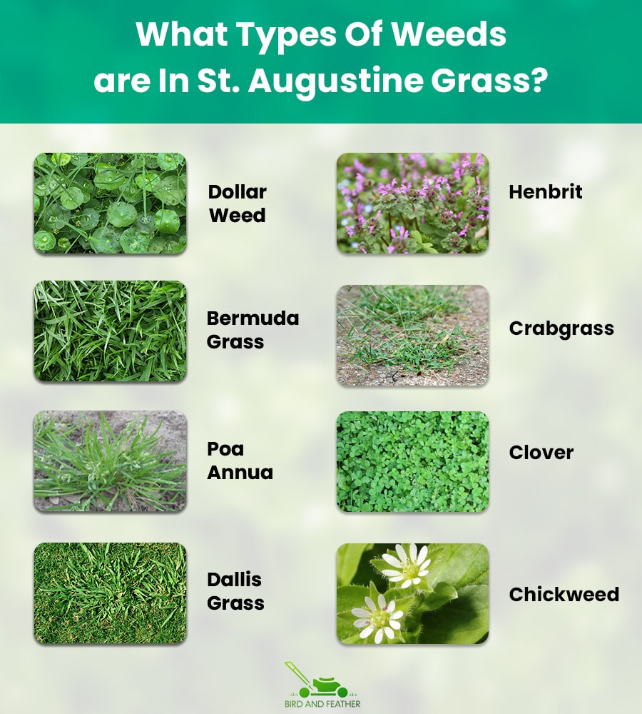 What Types Of Weeds Are In St. Augustine grass?
