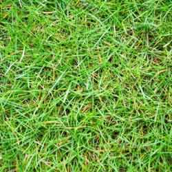 grass seed safe for dogs