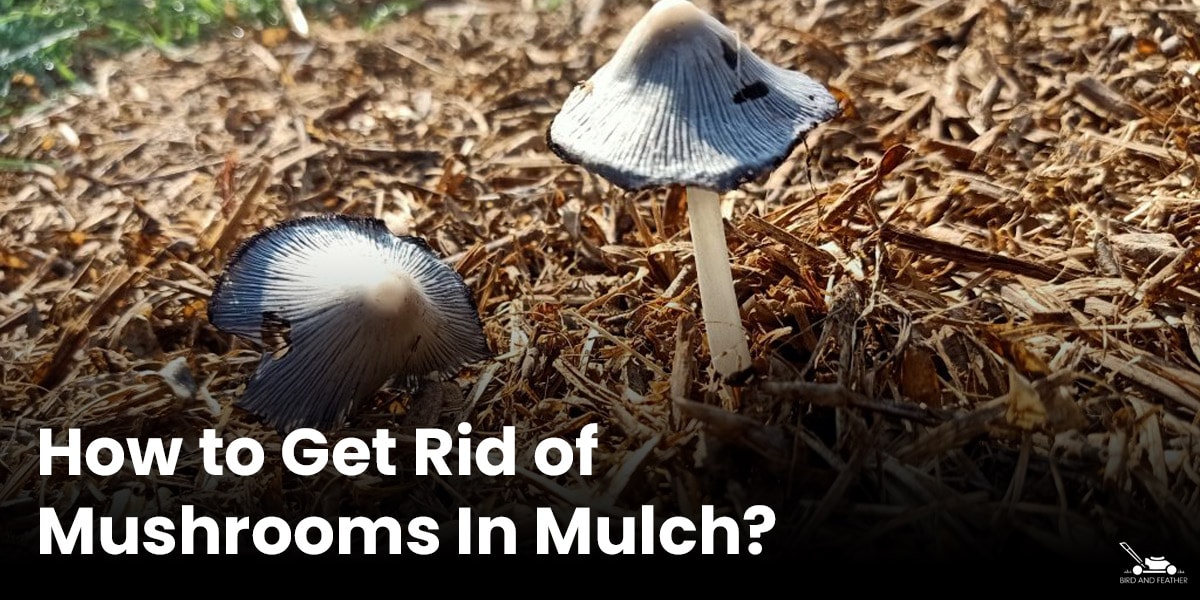 How To Get Rid Of Mushrooms In Mulch?