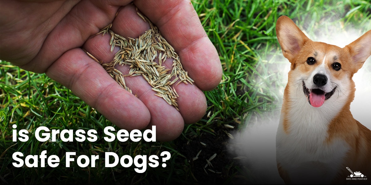 Is Grass Seed Safe For Dogs?