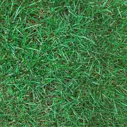 what grass seed is safe for dogs