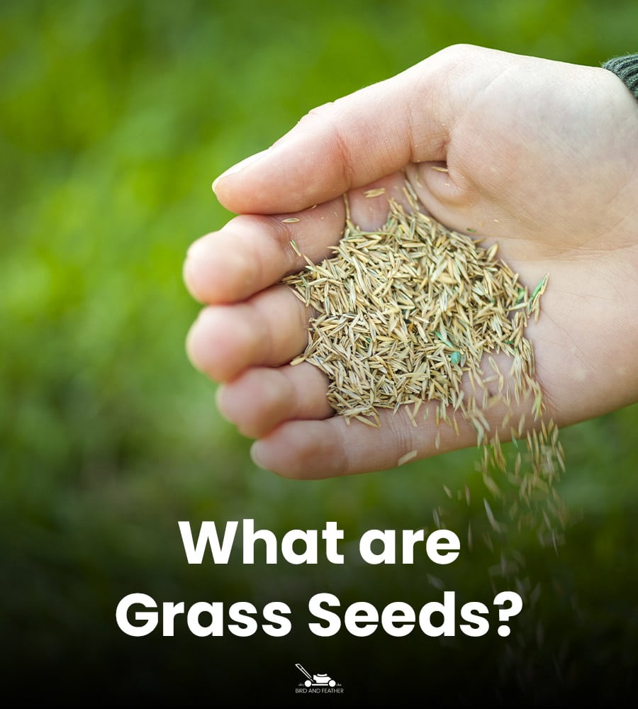What Are Grass Seeds?