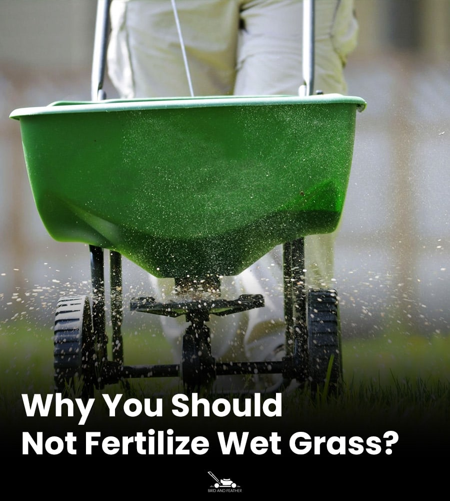 Why You Should Not Fertilize Wet Grass?